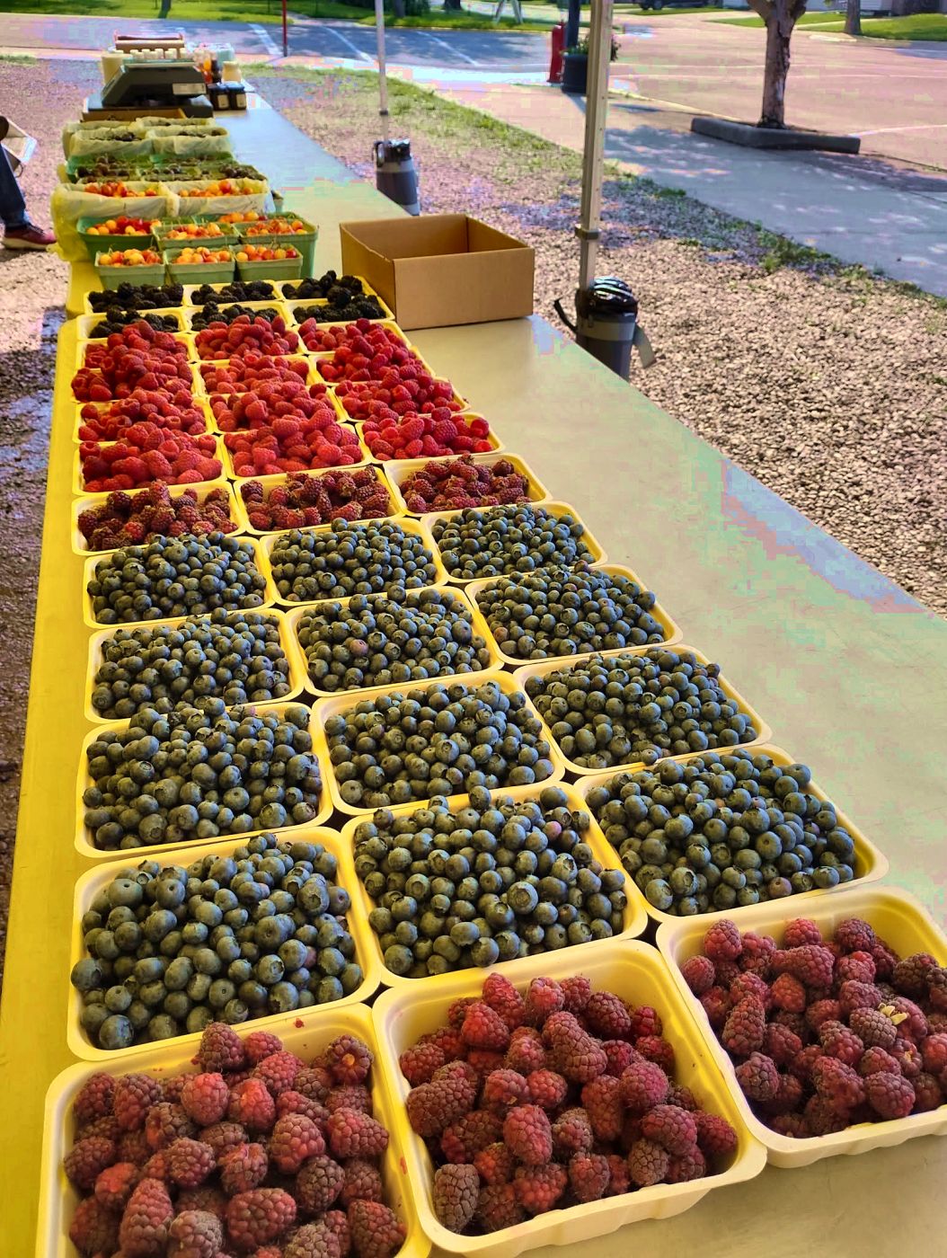 A long table of raspberry and blueberry baskets