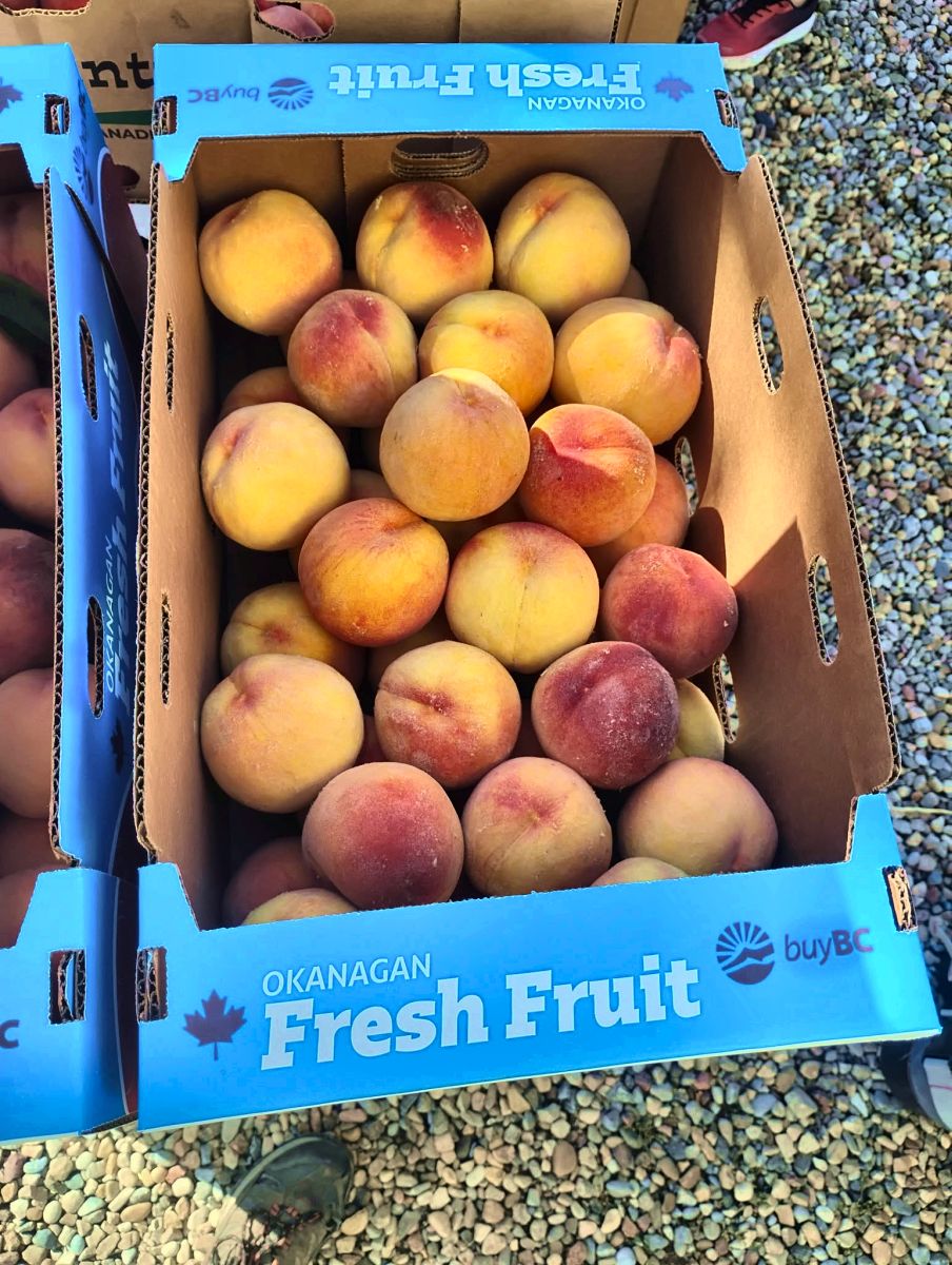 Peaches in an Okanagan Fresh Fruit box