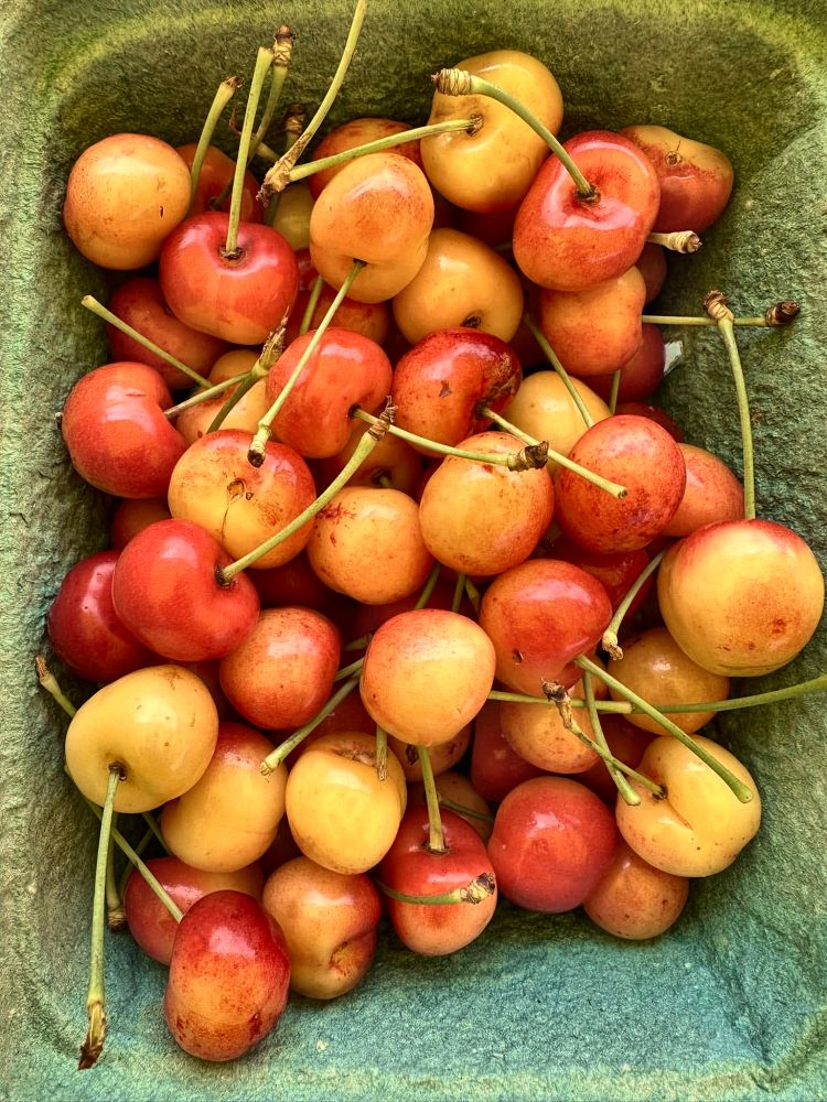 Rainier cherries